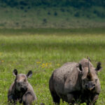 Portrait of an Eastern Black Rhino and her calf, of approximately 15 months old, in Tanzania's Ngorongoro Crater (image by Virginia Wilde)