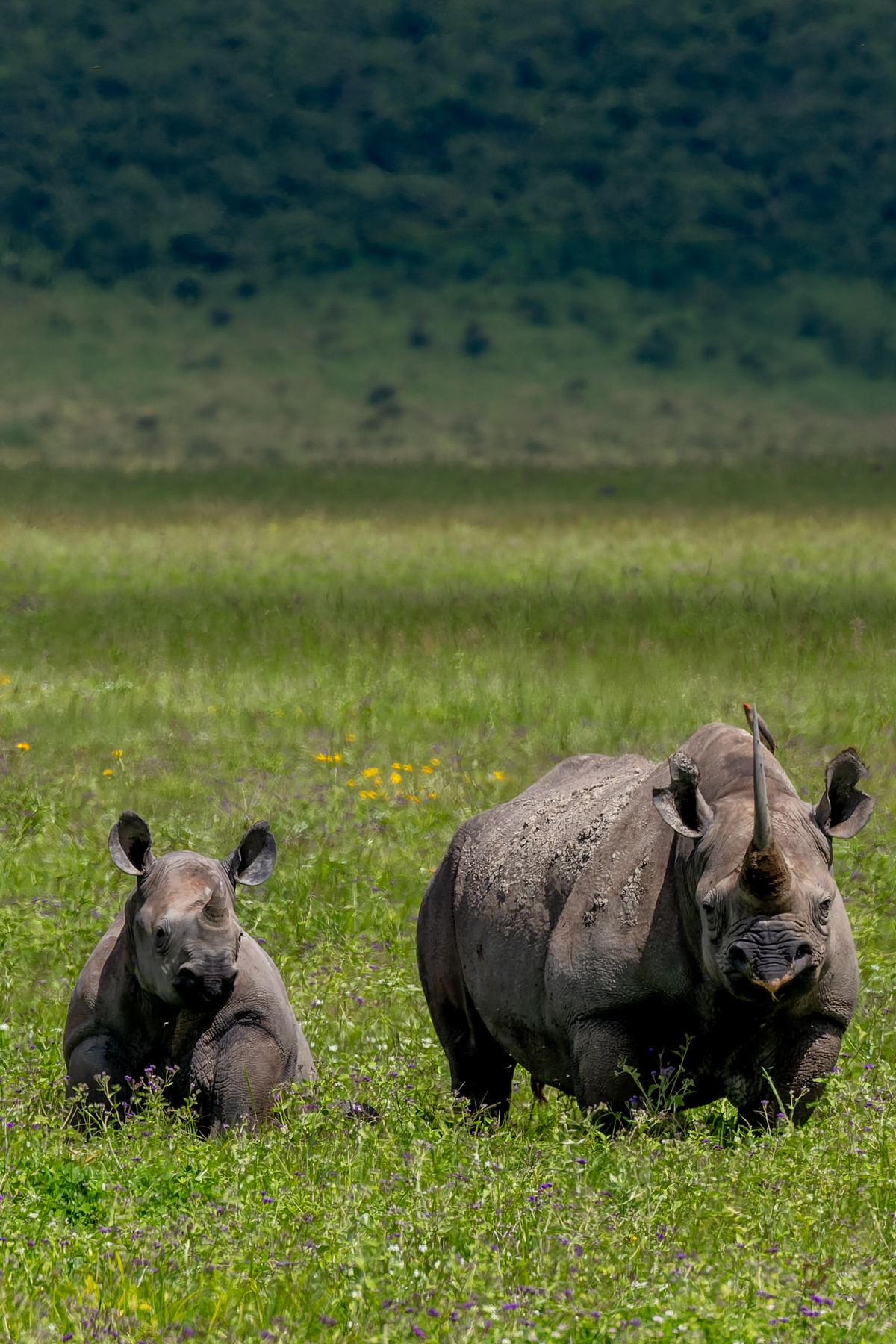 Portrait of an Eastern Black Rhino and her calf, of approximately 15 months old, in Tanzania's Ngorongoro Crater (image by Virginia Wilde)