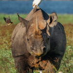 An Eastern Black Rhino carries an entire community. Oxpeckers hunt ticks, while Cattle Egrets seize insects disturbed by every thunderous step (image by Virginia Wilde)