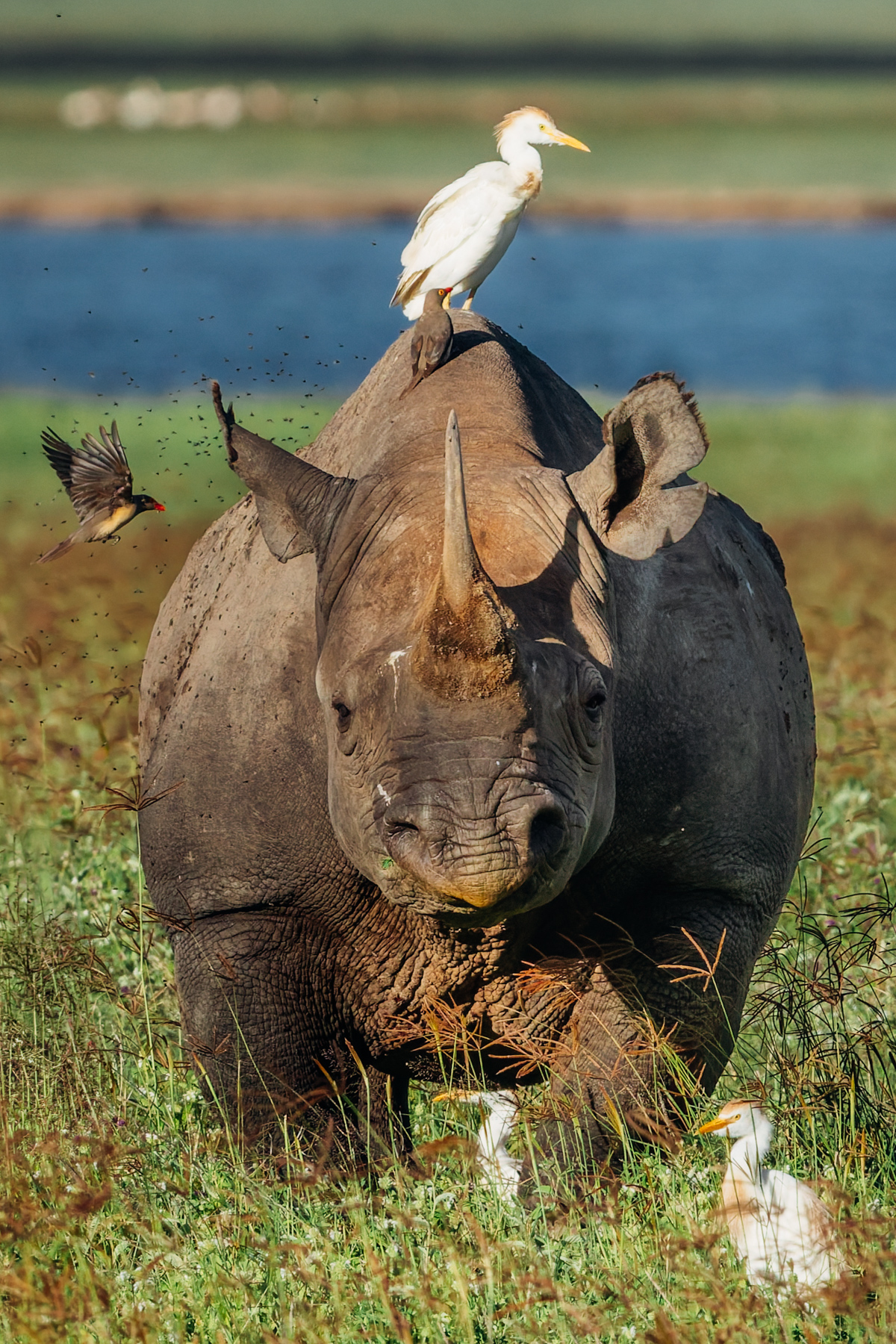 An Eastern Black Rhino carries an entire community. Oxpeckers hunt ticks, while Cattle Egrets seize insects disturbed by every thunderous step (image by Virginia Wilde)