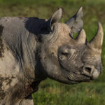 Portrait of an Eastern Black Rhinoceros - one of Africa's most endangered large mammals. Once numbering around 70,000 across Africa, Eastern Black Rhino numbers fell to fewer than 400 by the mid 19980s, before intensive protection helped populations to slowly climb again (image by Virginia Wilde)