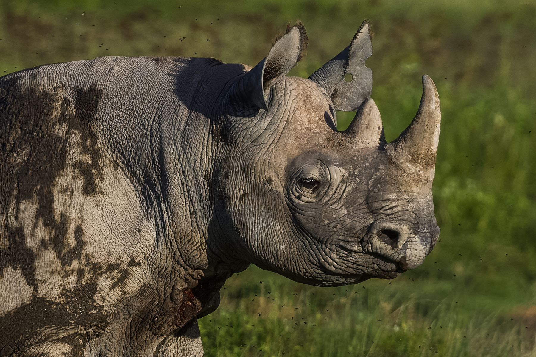 Portrait of an Eastern Black Rhinoceros - one of Africa's most endangered large mammals. Once numbering around 70,000 across Africa, Eastern Black Rhino numbers fell to fewer than 400 by the mid 19980s, before intensive protection helped populations to slowly climb again (image by Virginia Wilde)