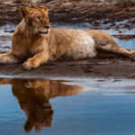 'Mirror, mirror on the wall, Who is the fairest and most handsome young Lion of them all?' Well, you, young Sir. A juvenile Lion is reflected in a pool as dusk falls in Ndutu (image by Virginia Wilde)