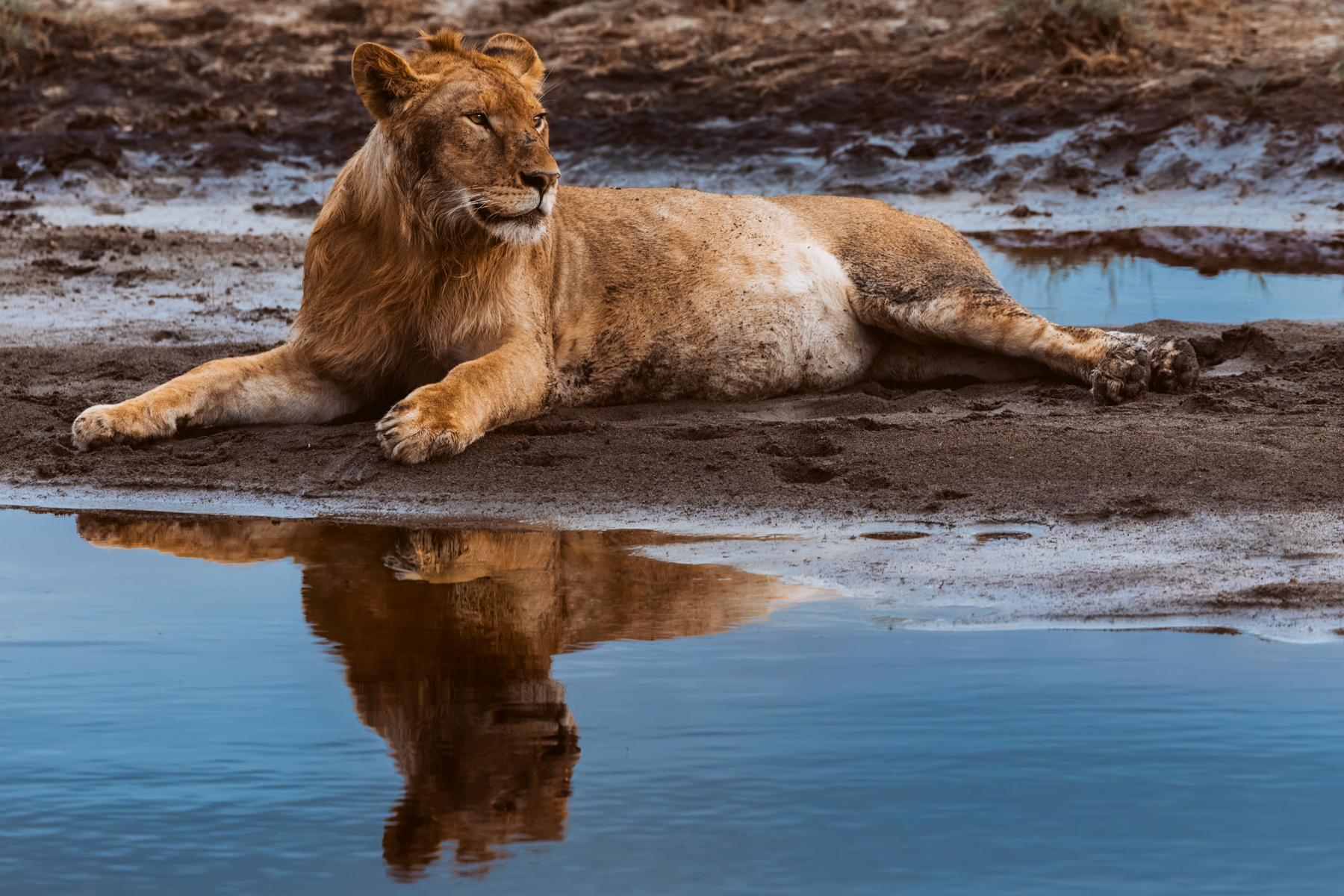 'Mirror, mirror on the wall, Who is the fairest and most handsome young Lion of them all?' Well, you, young Sir. A juvenile Lion is reflected in a pool as dusk falls in Ndutu (image by Virginia Wilde)