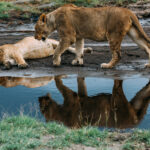 Even Africa's most formidable predator has off-duty hours. Lots of them, if you are a male lion, like this sleeping juvenile. In Ndutu, a Lioness checks on her drowsy companion (image by Virginia Wilde)