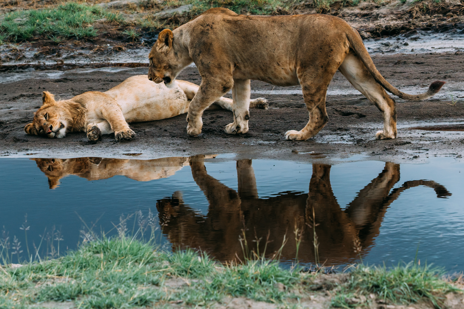 Even Africa's most formidable predator has off-duty hours. Lots of them, if you are a male lion, like this sleeping juvenile. In Ndutu, a Lioness checks on her drowsy companion (image by Virginia Wilde)