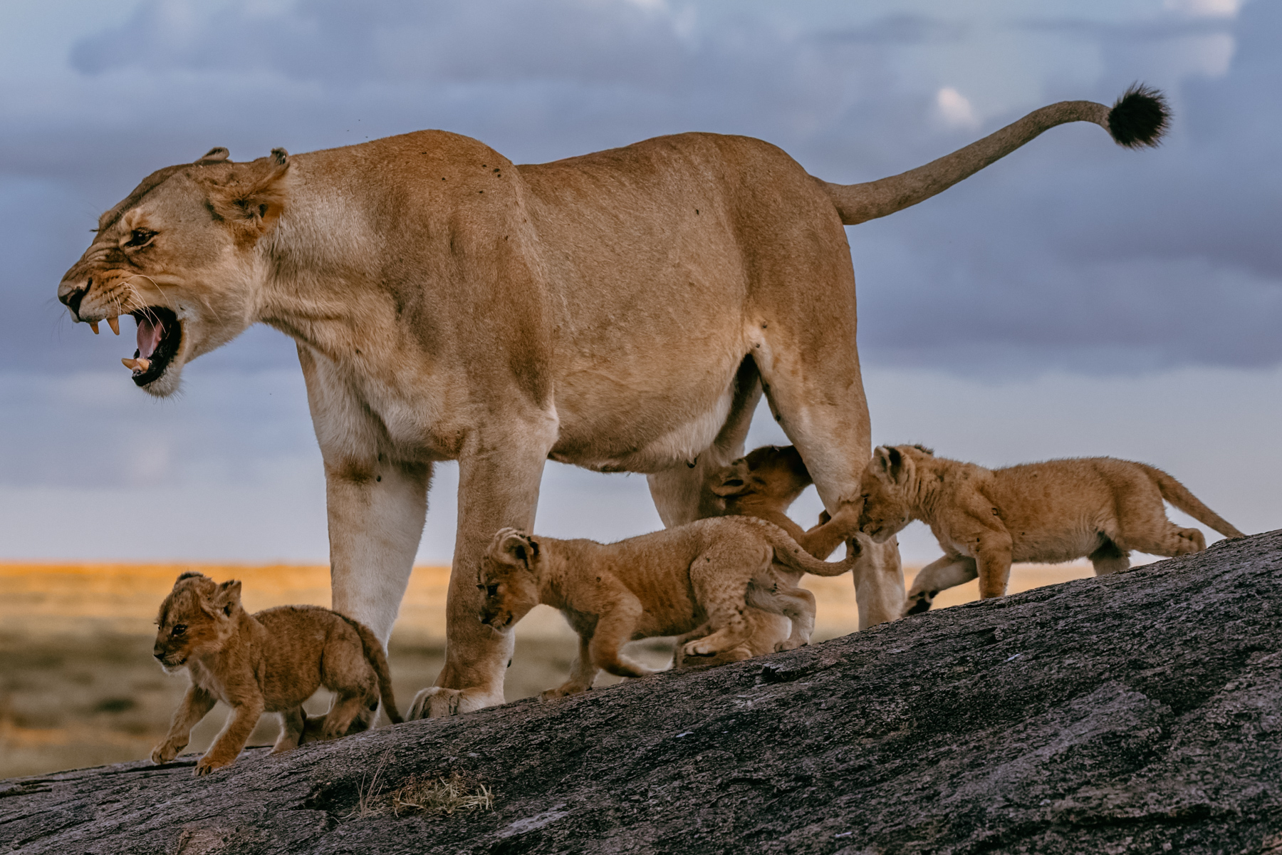 A flash of teeth isn't always aggression. Lionesses often use facial expressions, growls and snarls to discipline cubs or maintain order within the pride (image by Virginia Wilde)