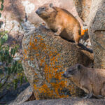 A pair of Rock Hyrax - famed as the closest living land relatives to the Elephant - claim this patch of Serengeti rock as their own. Despite adapting to look like small rodent herbivores, Hyrax have actually kept many foundational Elephant-like traits (image by Virginia Wilde)