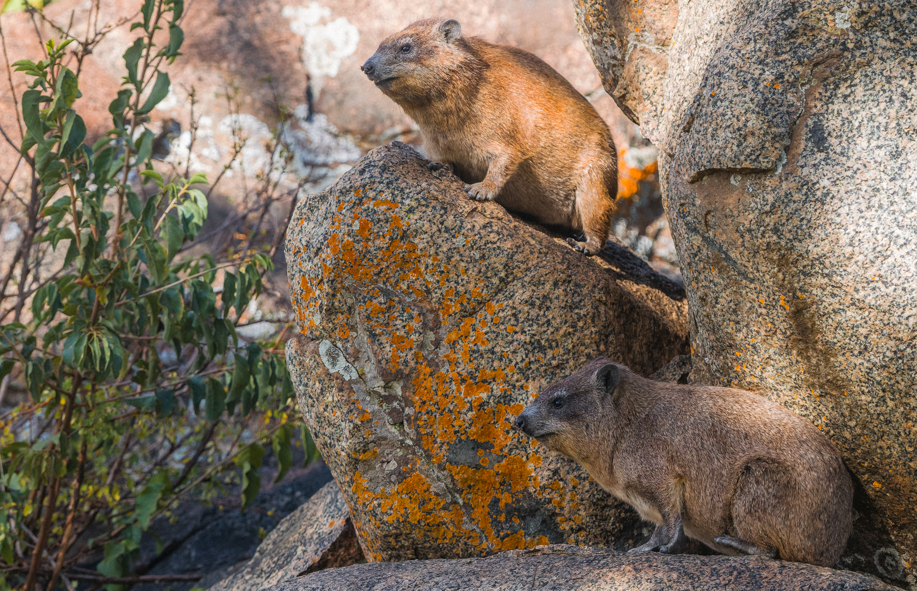 A pair of Rock Hyrax - famed as the closest living land relatives to the Elephant - claim this patch of Serengeti rock as their own. Despite adapting to look like small rodent herbivores, Hyrax have actually kept many foundational Elephant-like traits (image by Virginia Wilde)
