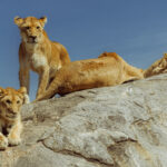 Every family gathering has one member who refuses to sit down for the photograph. One Lioness keeps watch while the rest of the pride relaxes on a sun-warmed granite kopje in the Serengeti (image by Virginia Wilde)