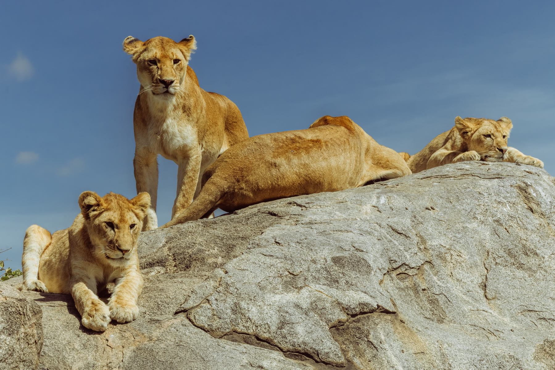 Every family gathering has one member who refuses to sit down for the photograph. One Lioness keeps watch while the rest of the pride relaxes on a sun-warmed granite kopje in the Serengeti (image by Virginia Wilde)
