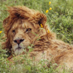 Among the wildflowers of the Ngorongoro Crater, a young male Lion rests with half of his attention still on the world (image by Virginia Wilde)