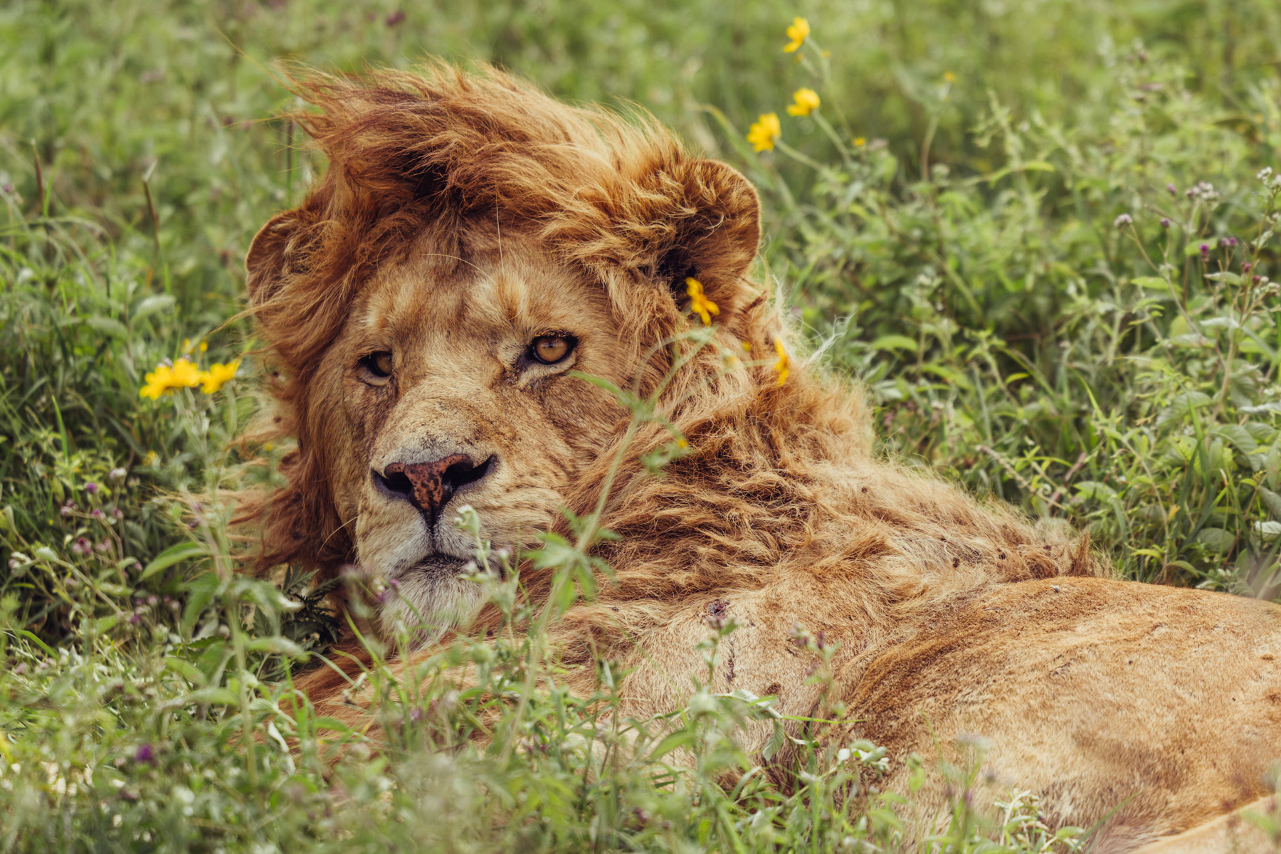 Among the wildflowers of the Ngorongoro Crater, a young male Lion rests with half of his attention still on the world (image by Virginia Wilde)