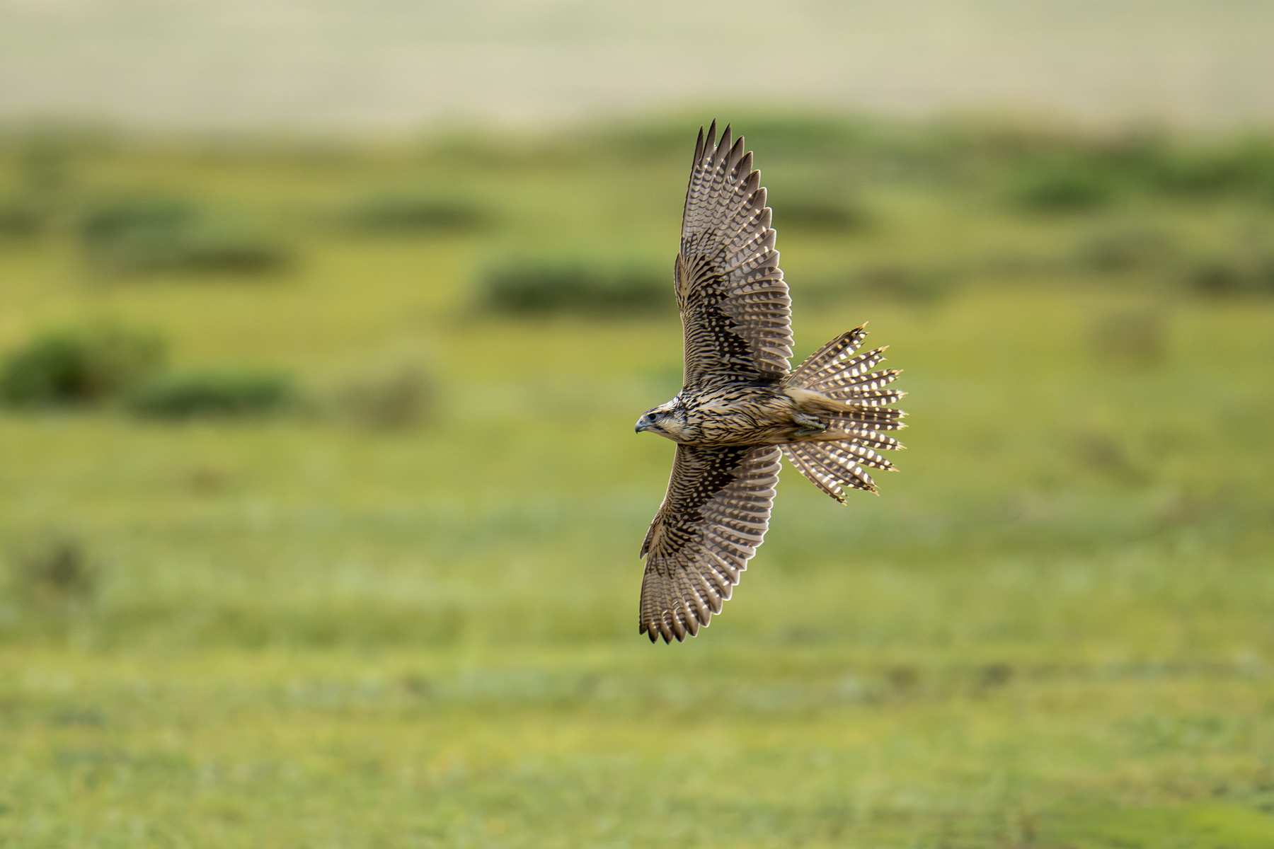 Saker Falcon (image by Mark Beaman)