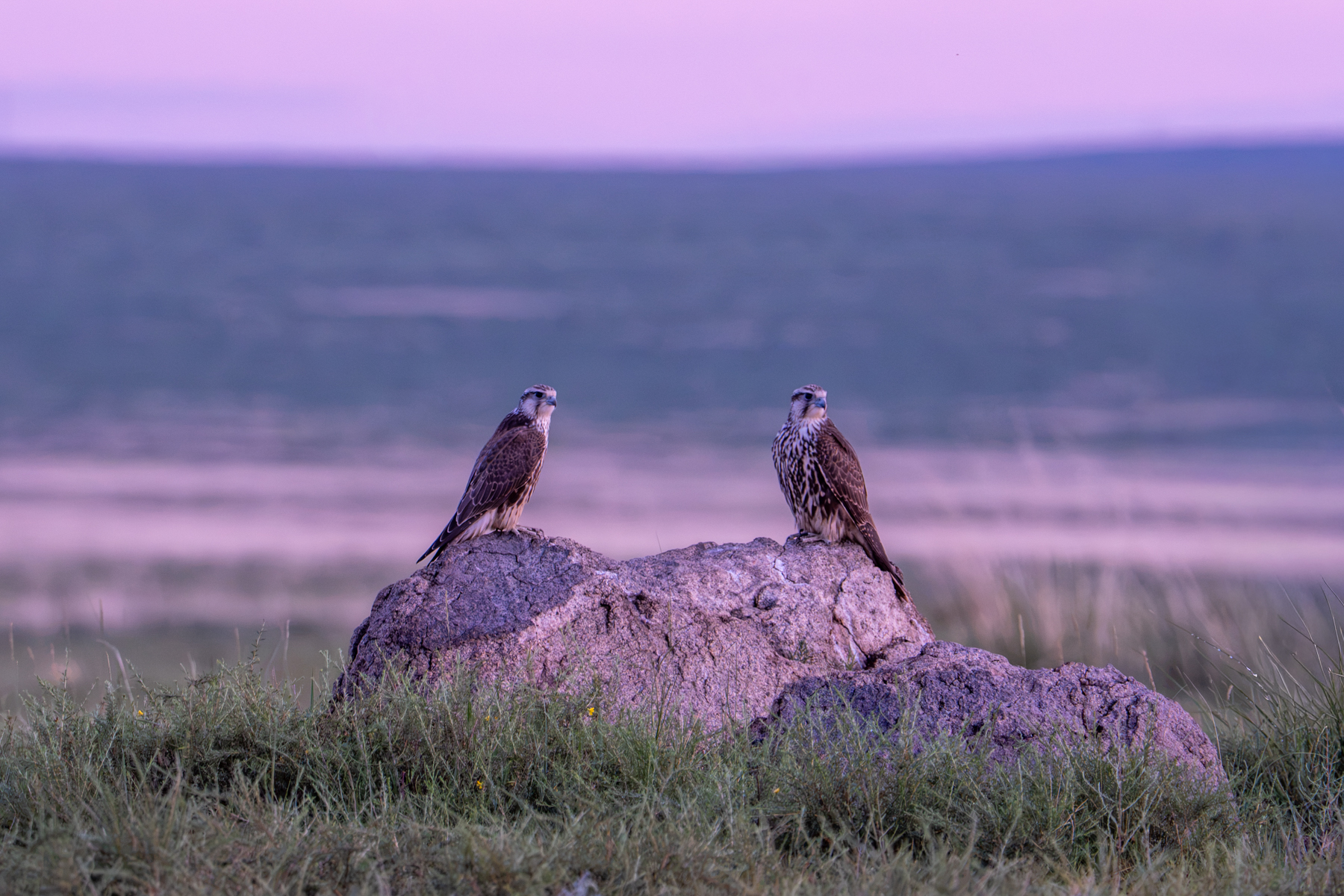 Saker Falcons at dusk (image by Inger Vandyke)