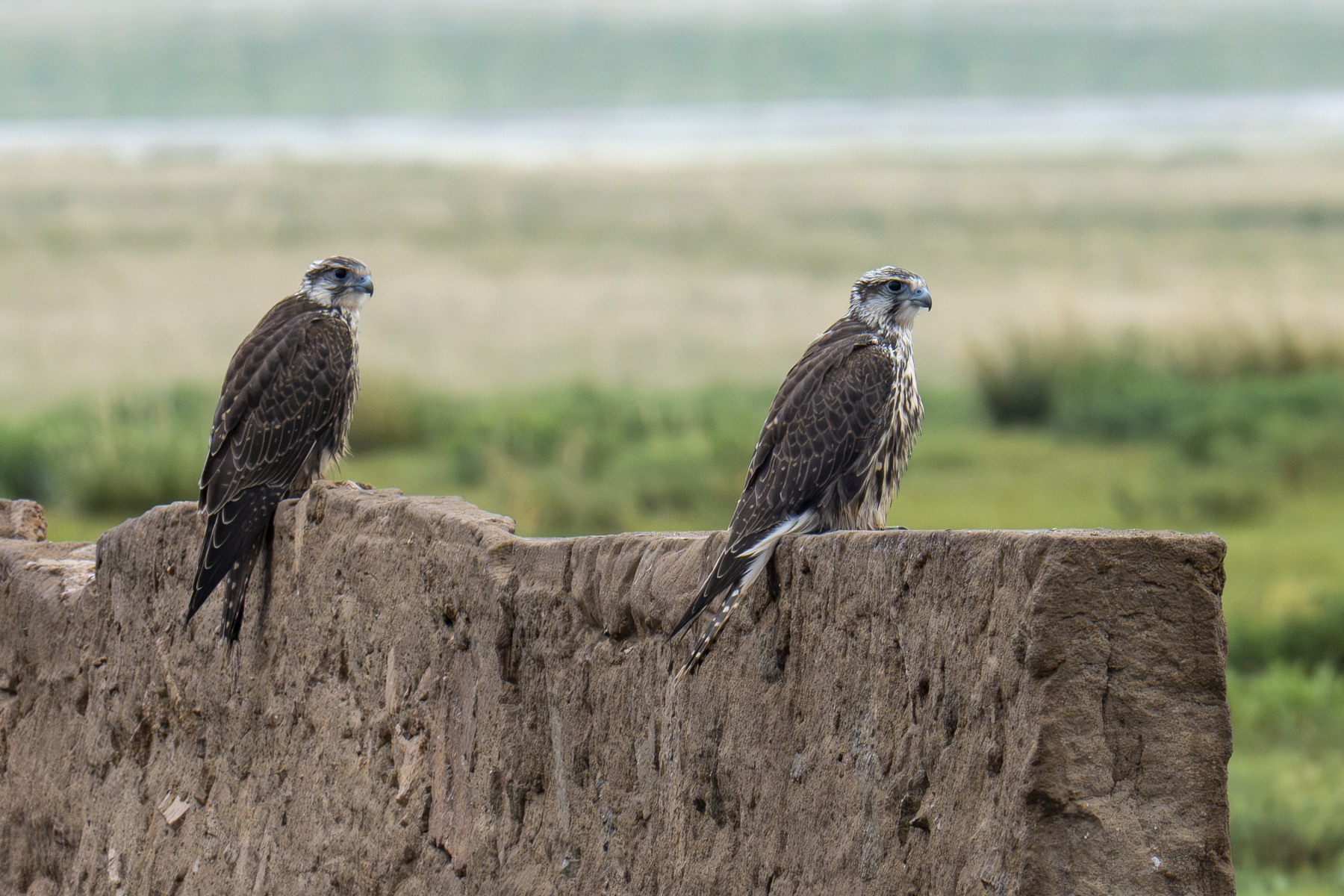 Saker Falcons (image by Mark Beaman)