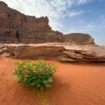 Senna italica, or Adjrdjar in Tuareg, is used to fatten up camels (image by Inger Vandyke)