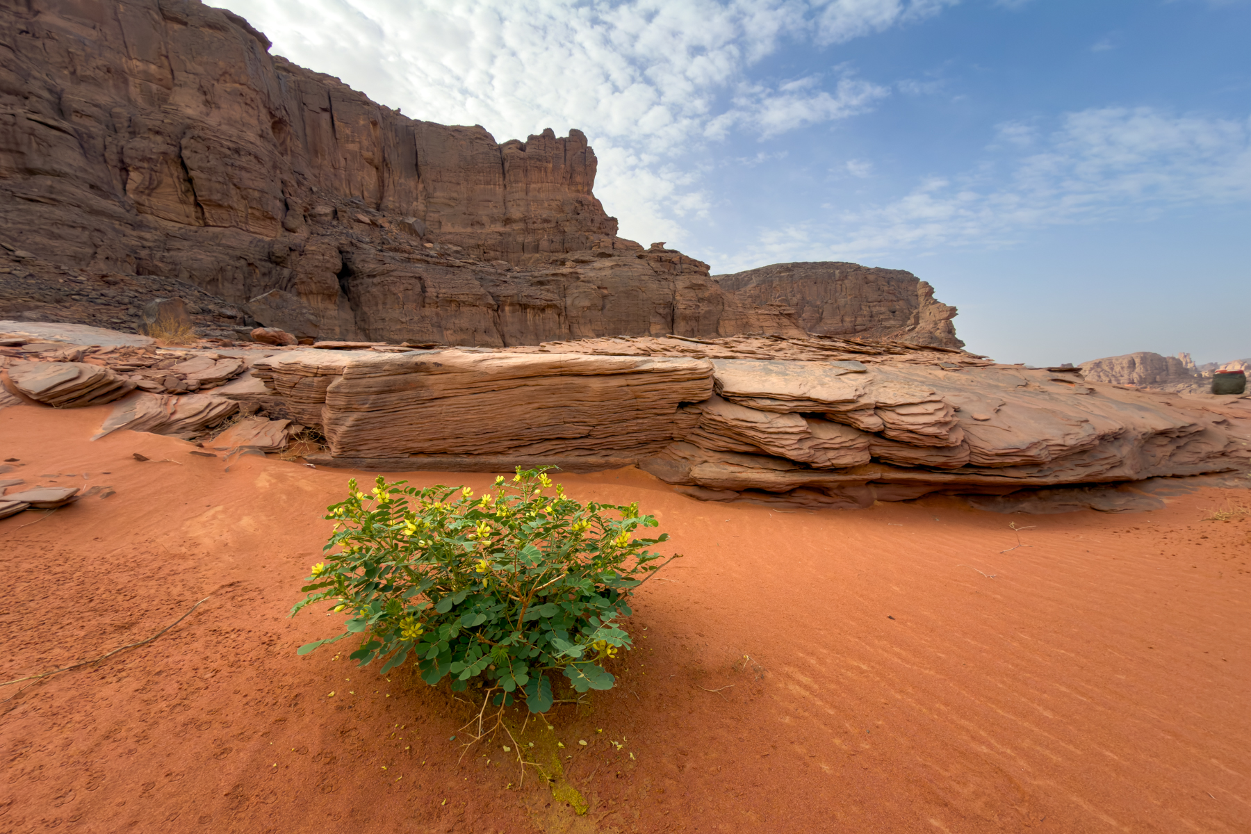 Senna italica, or Adjrdjar in Tuareg, is used to fatten up camels (image by Inger Vandyke)