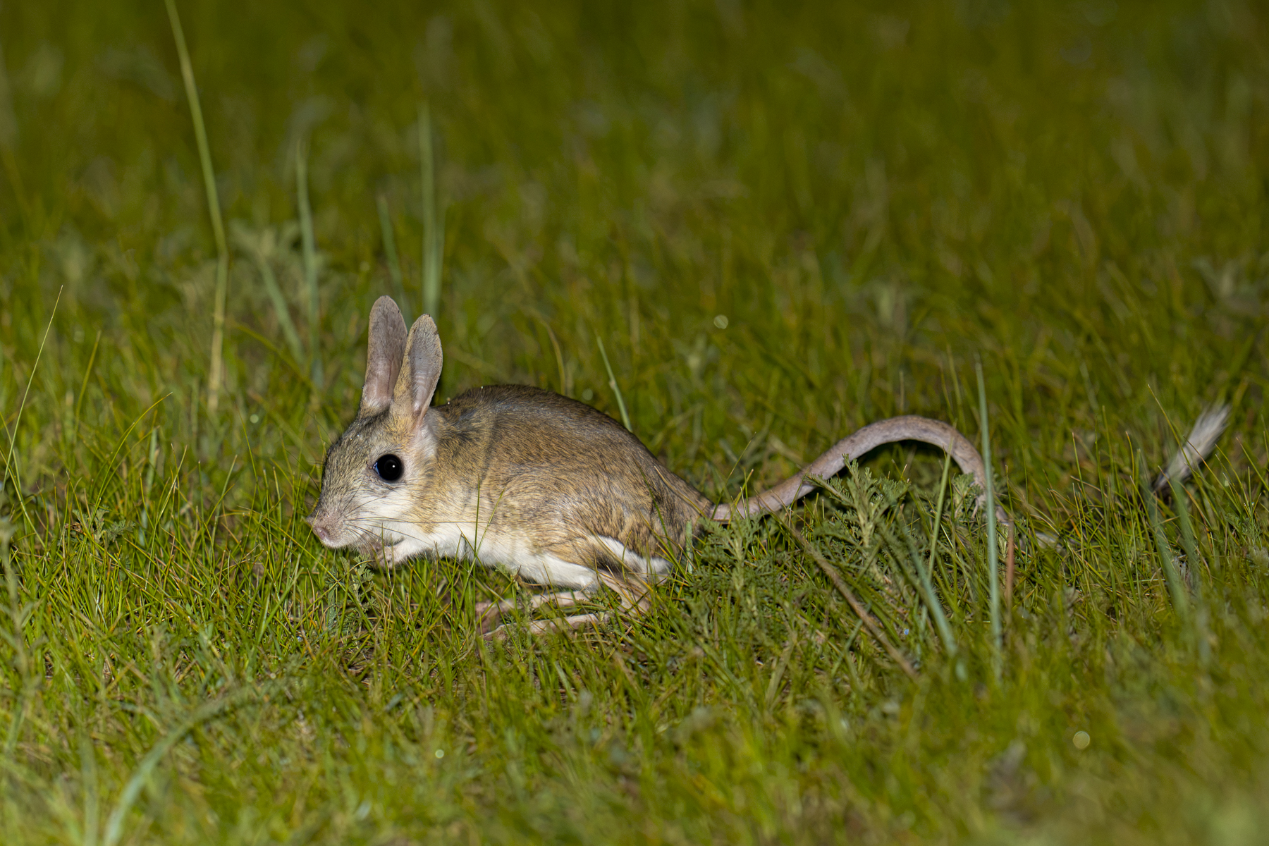 Siberian Jerboa (image by Mark Beaman)