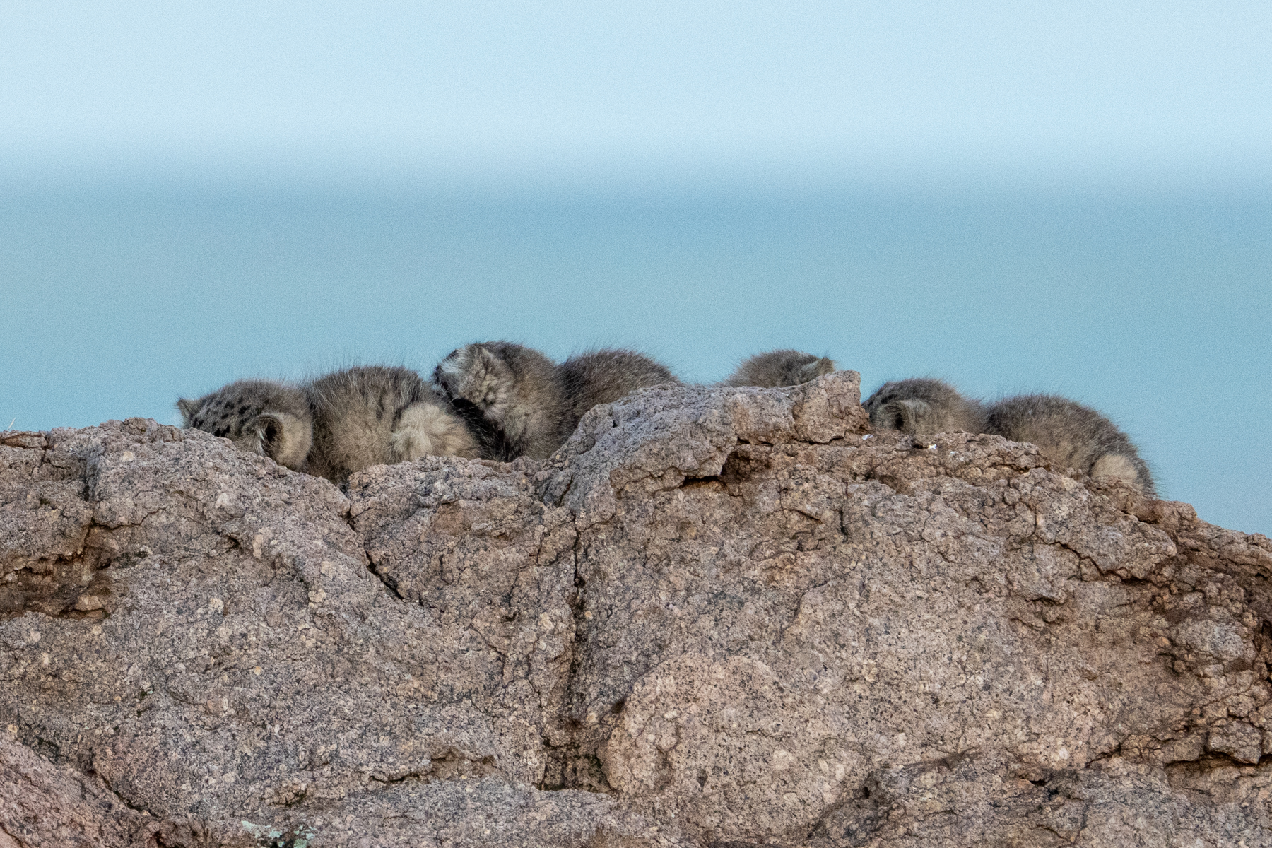 From a distance you would barely notice a group of sleeping kittens on a rock (image by Inger Vandyke)