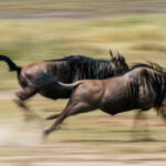 Built for endurance rather than elegance, Wildebeest cover hundreds of kilometres each year in search of fresh grazing. Occasionally, endurance gives way to exhilaration - and the plains become a blur of flying hooves and dust (image by Virginia Wilde)