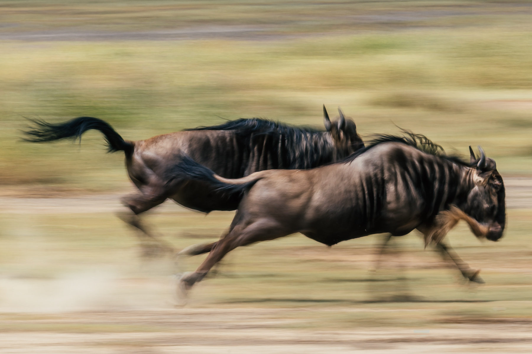 Built for endurance rather than elegance, Wildebeest cover hundreds of kilometres each year in search of fresh grazing. Occasionally, endurance gives way to exhilaration - and the plains become a blur of flying hooves and dust (image by Virginia Wilde)