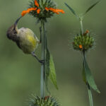 A female Variable Sunbird sups on the nectar-rich flowers of Lion's Ear (Leonotis nepetifolia). The bird's slender, curved bill is perfectly adapted for reaching deep into the orange tubular blooms (image by Virginia Wilde)