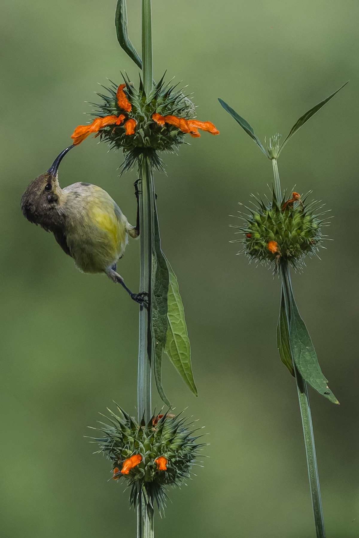 A female Variable Sunbird sups on the nectar-rich flowers of Lion's Ear (Leonotis nepetifolia). The bird's slender, curved bill is perfectly adapted for reaching deep into the orange tubular blooms (image by Virginia Wilde)
