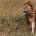 For a young male Lion such as this one, his greatest battles often lie ahead. Before he has a chance to rule a pride, he must first survive life as a nomad, avoiding older males while searching for allies and opportunity (image by Virginia Wilde)
