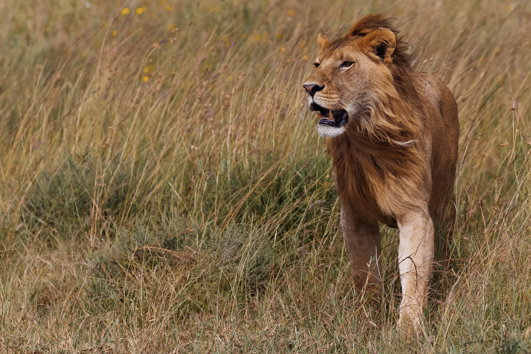 For a young male Lion such as this one, his greatest battles often lie ahead. Before he has a chance to rule a pride, he must first survive life as a nomad, avoiding older males while searching for allies and opportunity (image by Virginia Wilde)