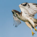A sleek Augur Buzzard soars over the Serengeti, looking for prey in the grasslands below (image by Virginia Wilde)