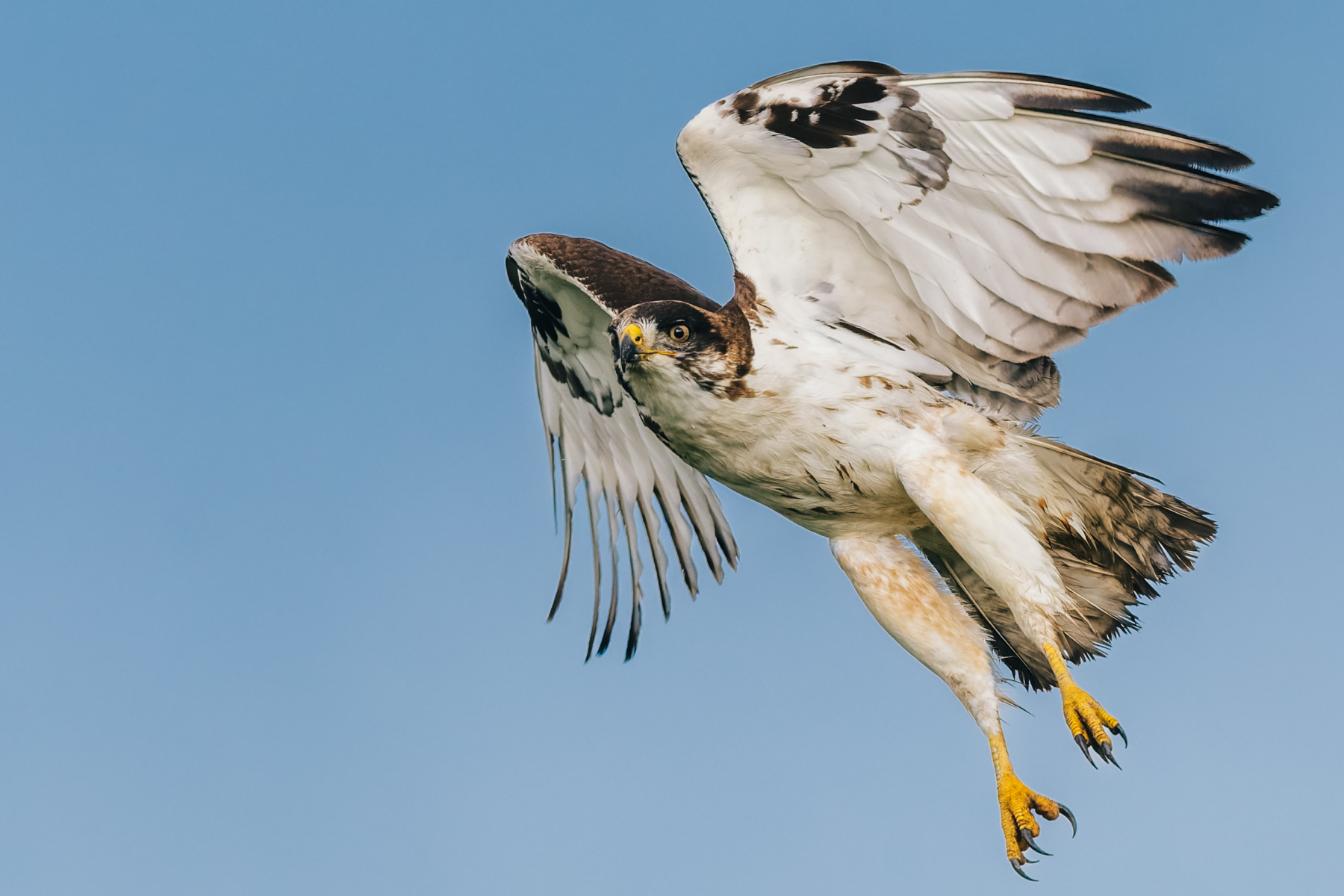 A sleek Augur Buzzard soars over the Serengeti, looking for prey in the grasslands below (image by Virginia Wilde)