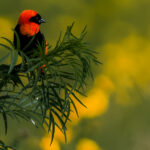 A Southern Red Bishop rests for a moment in the grasslands of Tanzania's Ngorongoro Crater (image by Virginia Wilde)
