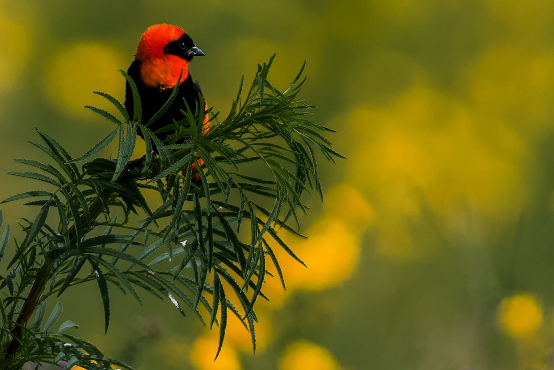 A Southern Red Bishop rests for a moment in the grasslands of Tanzania's Ngorongoro Crater (image by Virginia Wilde)