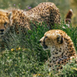The cub watches; the mother watches everything else. Young Cheetahs spend up to 18 months learning by observation before becoming independent (image by Virginia Wilde)