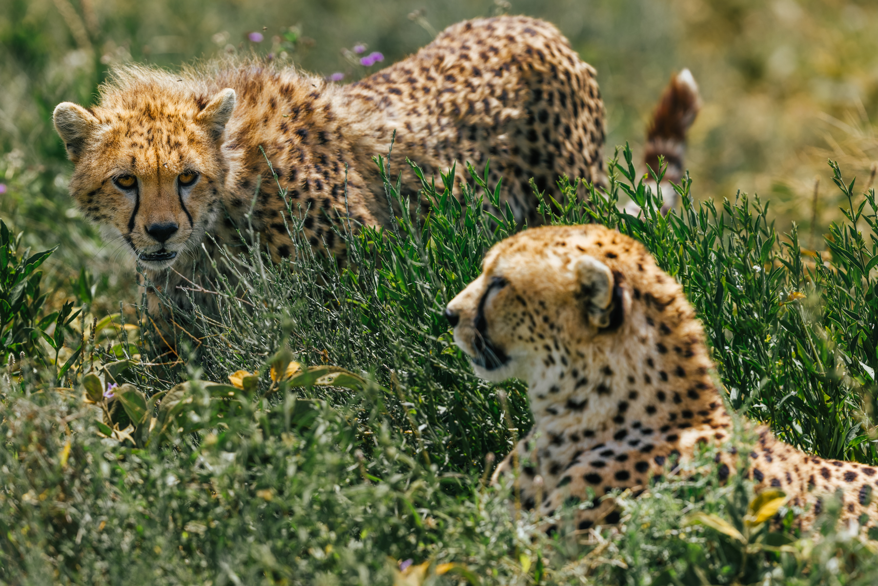 The cub watches; the mother watches everything else. Young Cheetahs spend up to 18 months learning by observation before becoming independent (image by Virginia Wilde)