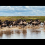 For Wildebeest, momentum is contagious. A few break into a run, and within moments the whole herd seems to agree that this is now an excellent idea (image by Virginia Wilde)