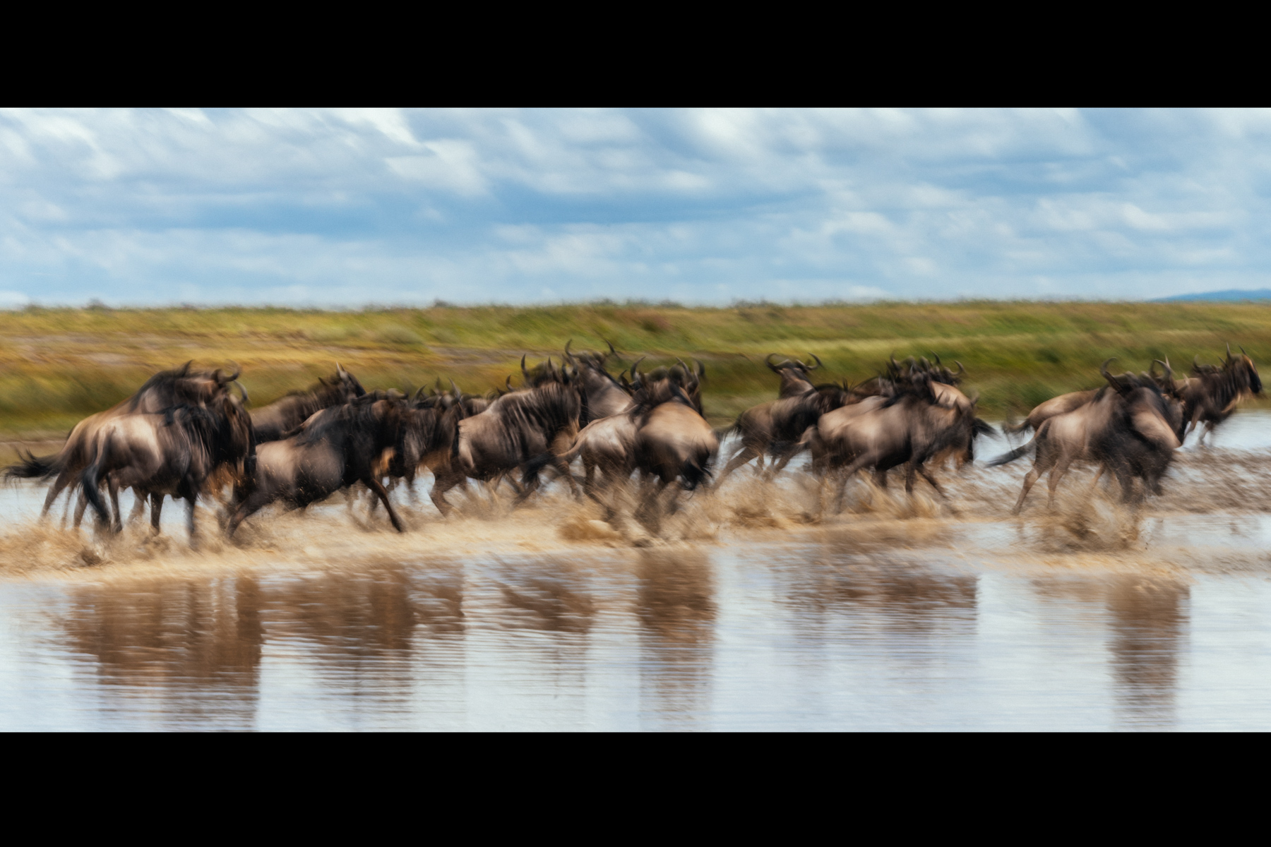 For Wildebeest, momentum is contagious. A few break into a run, and within moments the whole herd seems to agree that this is now an excellent idea (image by Virginia Wilde)