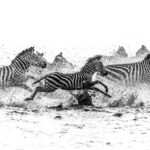 The Great Migration at its most kinetic: a torrent of spray and Zebra, one river, no room for hesitation (image by Virginia Wilde)
