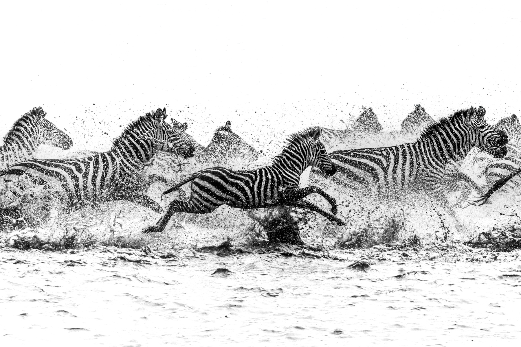 The Great Migration at its most kinetic: a torrent of spray and Zebra, one river, no room for hesitation (image by Virginia Wilde)