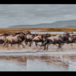 One of the great things about the sheer abundance of wildlife in northern Tanzania is that you can experiment with all sorts of abstract photographic techniques with herds. Here, Wildebeest tear across a river (image by Virginia Wilde)