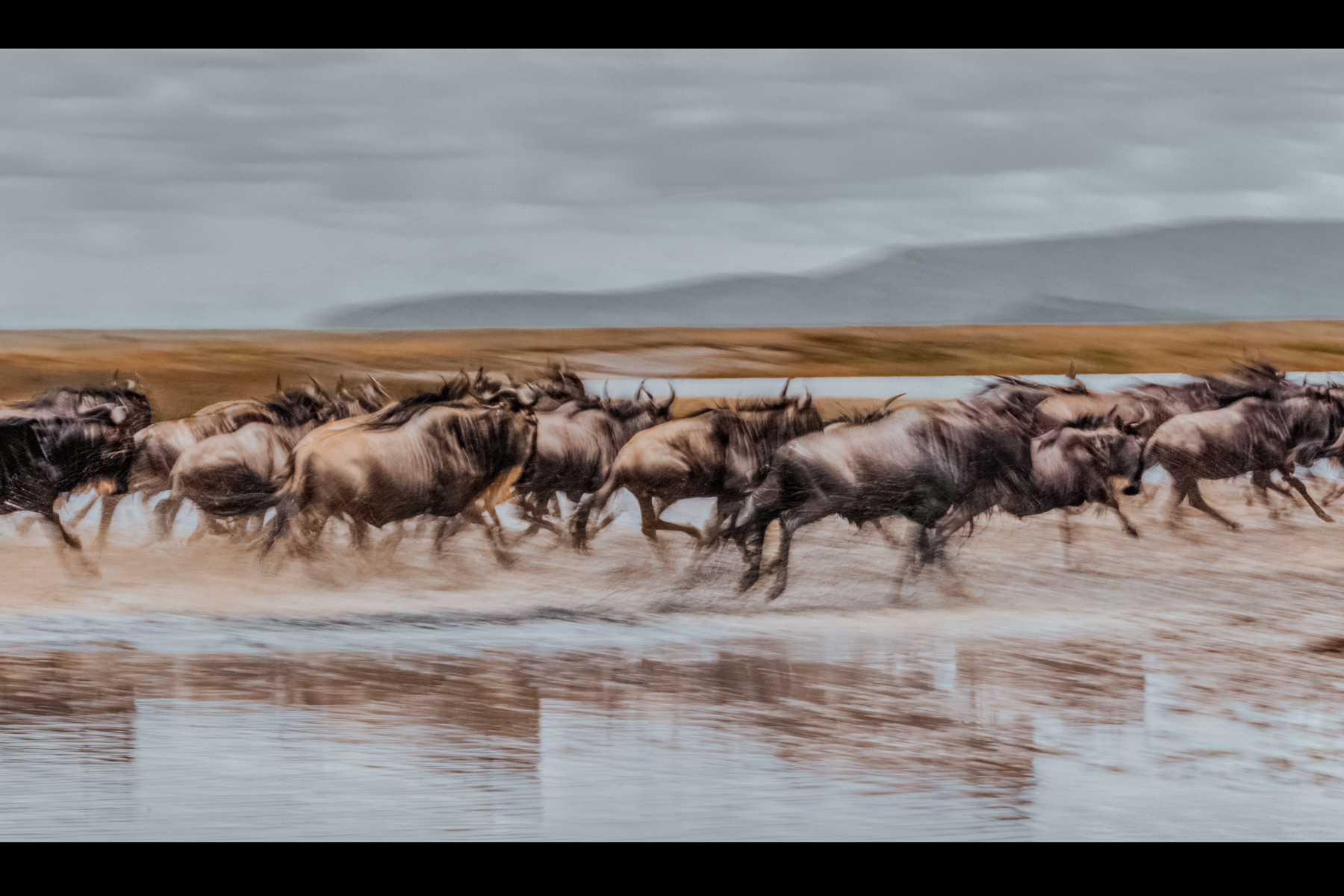 One of the great things about the sheer abundance of wildlife in northern Tanzania is that you can experiment with all sorts of abstract photographic techniques with herds. Here, Wildebeest tear across a river (image by Virginia Wilde)