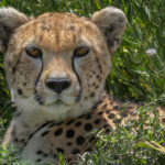 Portrait of a female Cheetah. These cats' famous black 'tear marks' help to reduce glare in bright sunlight, sharpening its focus as it scans the plains (image by Virginia Wilde)