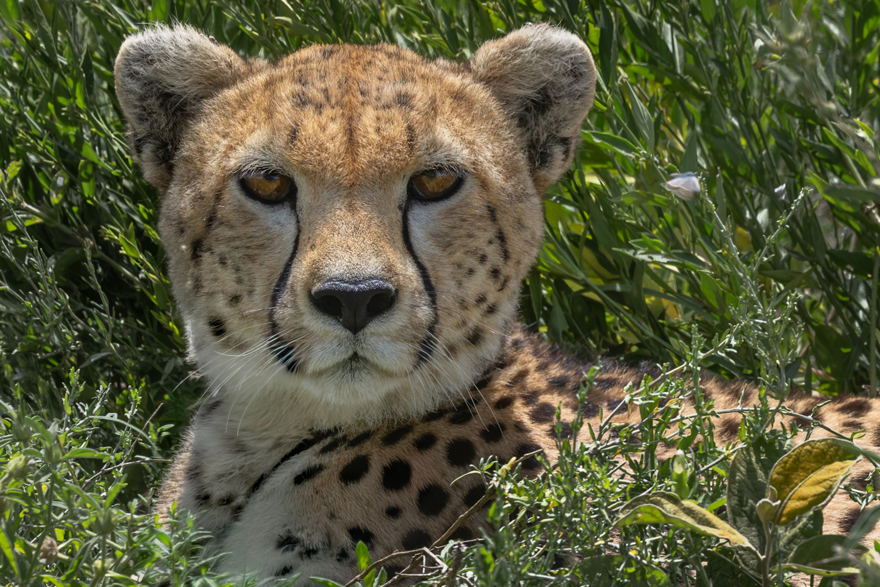 Portrait of a female Cheetah. These cats' famous black 'tear marks' help to reduce glare in bright sunlight, sharpening its focus as it scans the plains (image by Virginia Wilde)