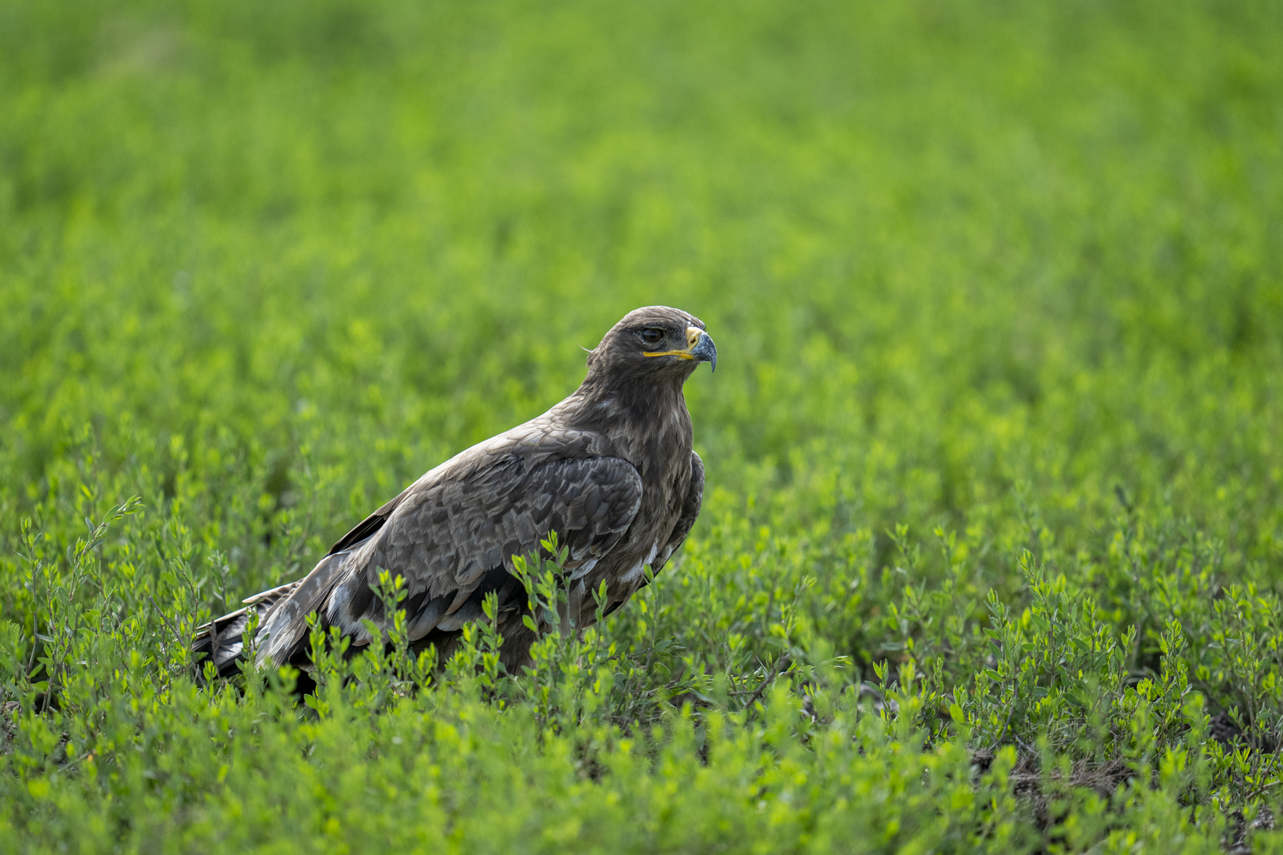 Steppe Eagle (image by Mark Beaman)