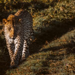 There are approximately 1,000 Leopards in the Serengeti National Park ecosystem, serving as a crucial stronghold since Leopard populations are declining across most of Africa (image by Virginia Wilde)