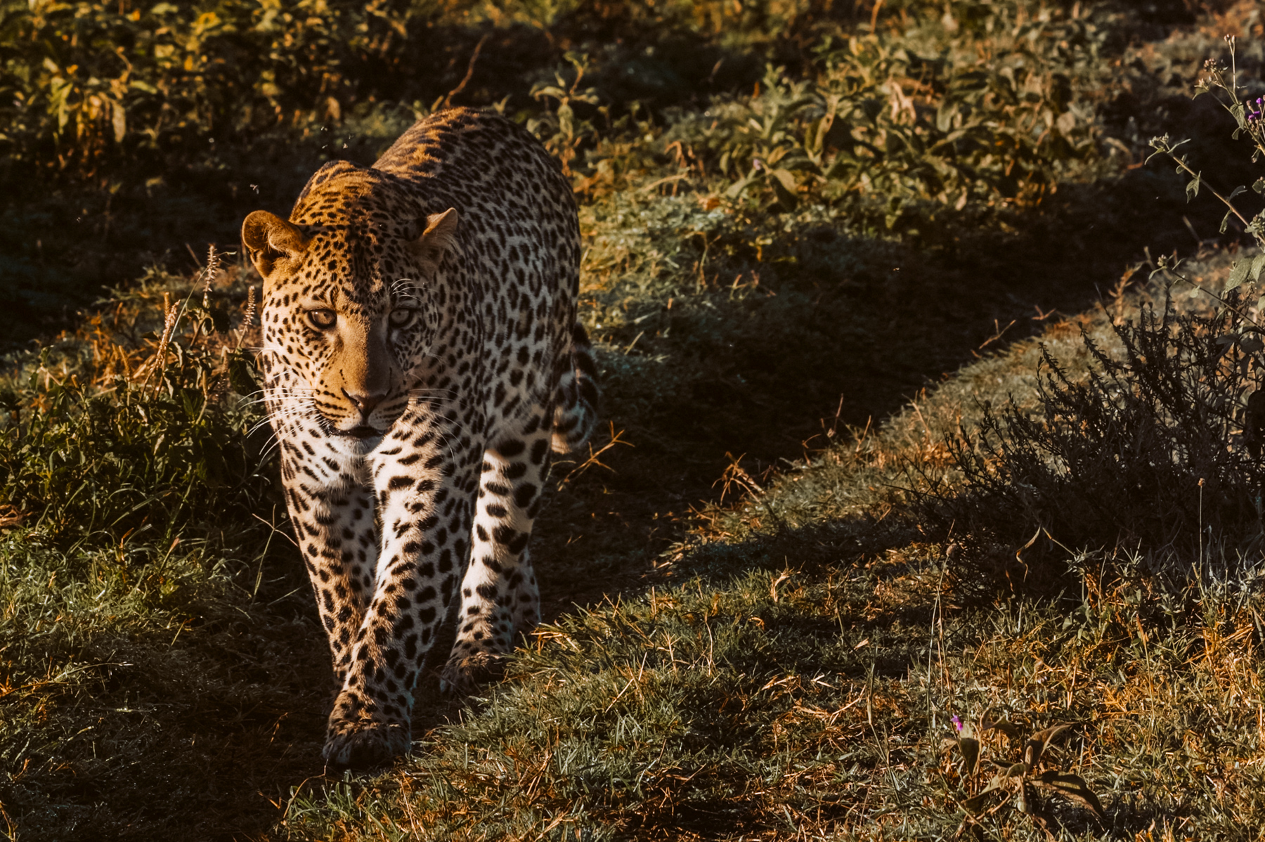 There are approximately 1,000 Leopards in the Serengeti National Park ecosystem, serving as a crucial stronghold since Leopard populations are declining across most of Africa (image by Virginia Wilde)