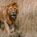 A young male Lion emerges from the long grass of the Serengeti. A Lion's mane continues to develop for four or five years, gradually darkening and thickening as the animal reaches full maturity (image by Virginia Wilde)