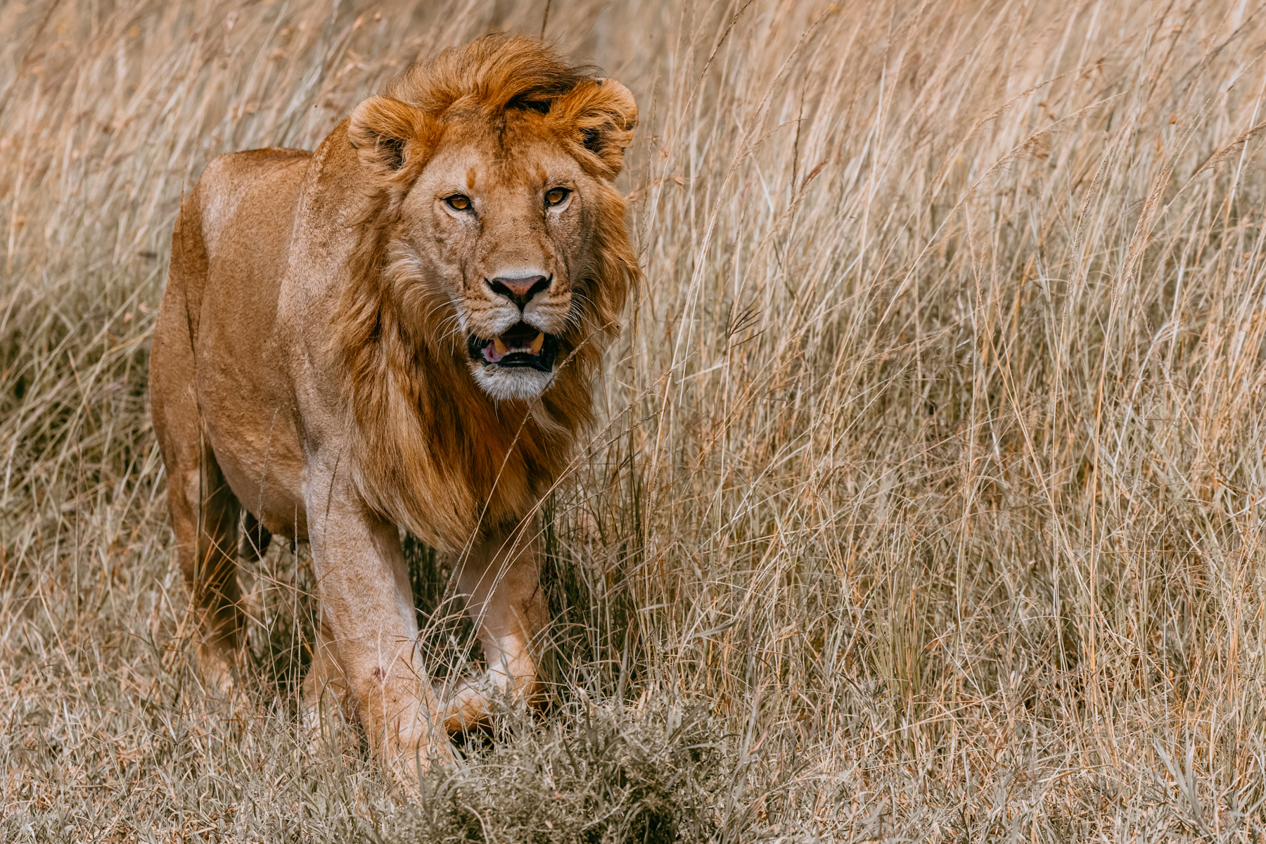 A young male Lion emerges from the long grass of the Serengeti. A Lion's mane continues to develop for four or five years, gradually darkening and thickening as the animal reaches full maturity (image by Virginia Wilde)