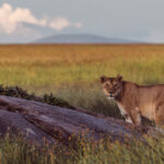 kopjes. These rocky outcrops are among the oldest features in the landscape, but Lions value them for thoroughly practical reasons; somewhere cool to rest, somewhere high to watch and somewhere cubs can quickly hide (image by Virginia Wilde)